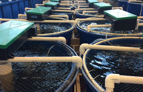 Recirculating Aquaculture System Manufacturer
