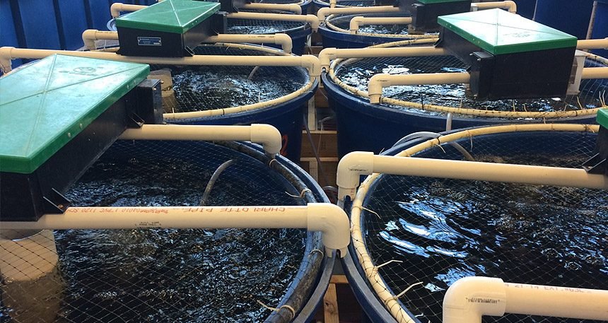 Recirculating Aquaculture System Manufacturer