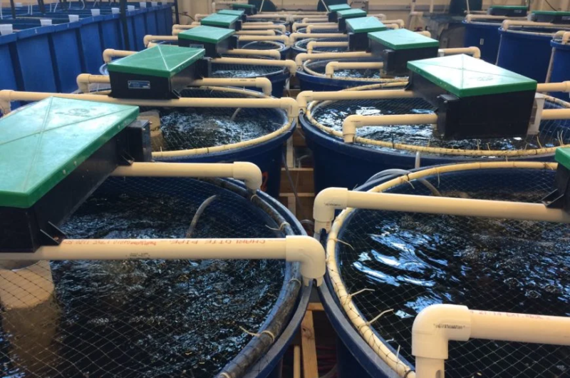 RAS Technology for Fish Farming RAS Technology for Fish Farming
