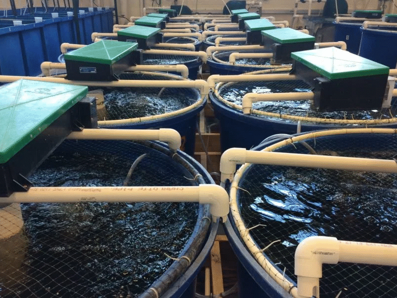 RAS Technology for Fish Farming