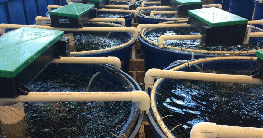 RAS Technology for Fish Farming