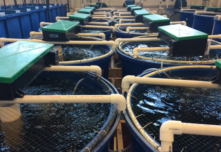 RAS Technology in Fish Farming | Sustainable Aquaculture Guide